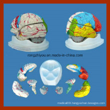 Natural Size Human Brain Model for Sale (8 pieces)